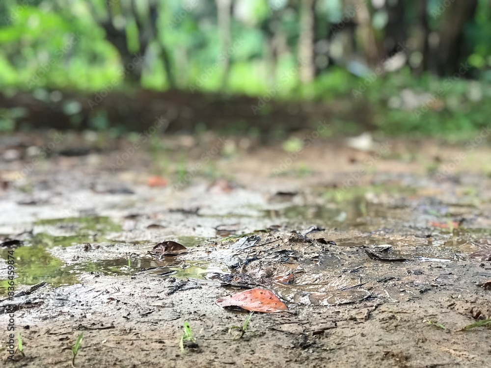 Water and mud in the meadow and forest background Water and mud in the meadow and forest background