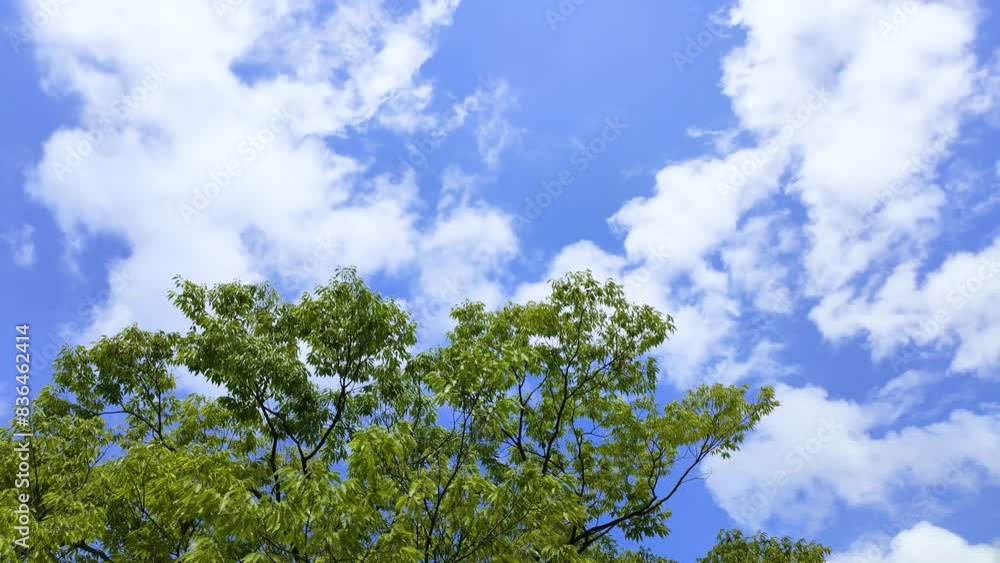 空と雲とケヤキの木 空と雲とケヤキの木