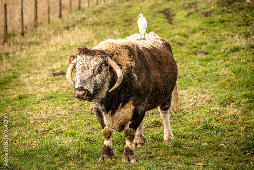 Cattle egret out for ride on a bull photo