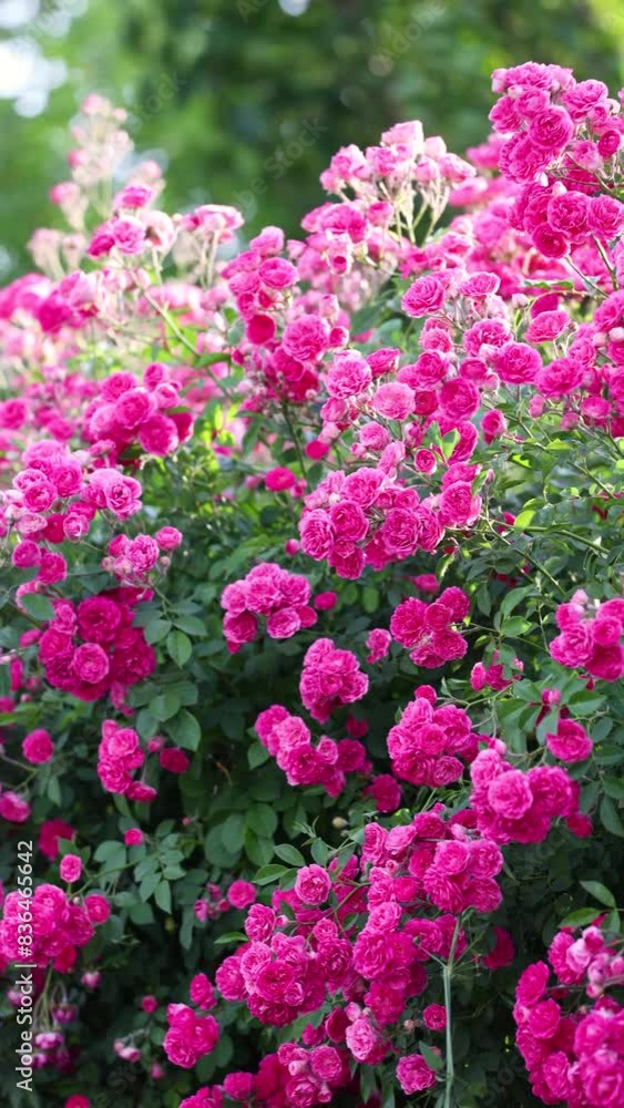 The roses planted in the park