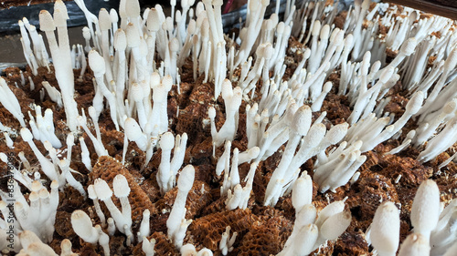 a group of enoki mushrooms that grow on corn cobs. ready to cook