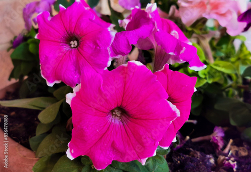 Petunie Petunia spp fiori in primo piano