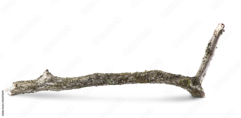 Obraz premium Old dry tree branch isolated on white