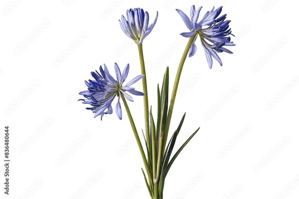 Naklejka premium Beautiful cluster of blue agapanthus flowers on a transparent, white background, png, with vibrant colors