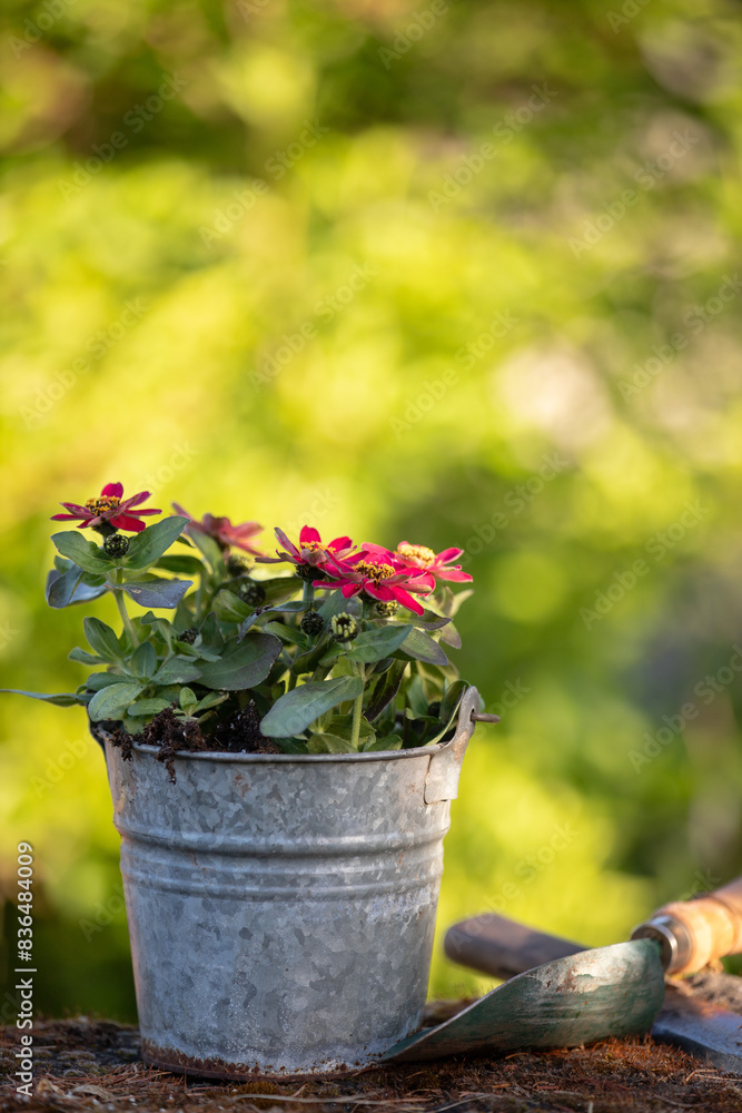 Zinnias in a galvanized pot with garden tools Zinnias in a galvanized pot with garden tools