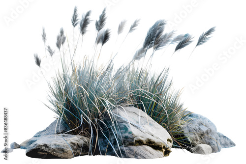 Cluster of blue fescue grass, known for its compact blue-gray tufts, adding a modern touch to rock gardens and borders, isolated on transparent background photo