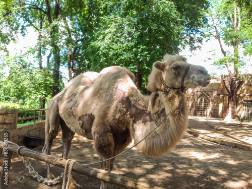 portrait of a camel