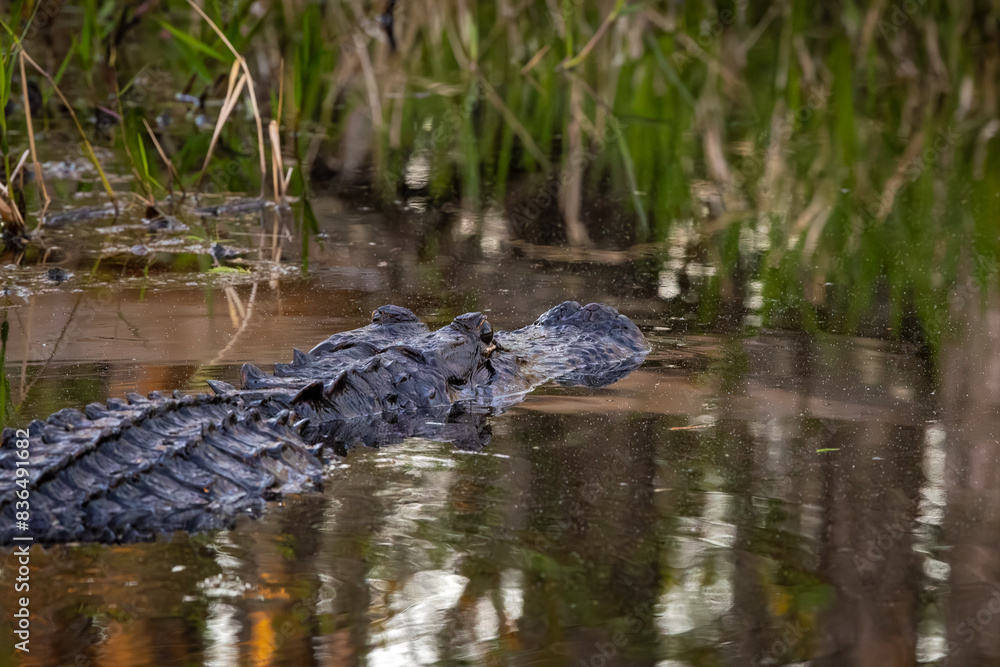 Wild American alligators swimming in canals at Okefenokee Swamp Park in Georgia.