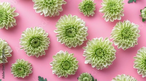 Green Santini chrysanthemum flowers on a pink backdrop creating a floral pattern photo