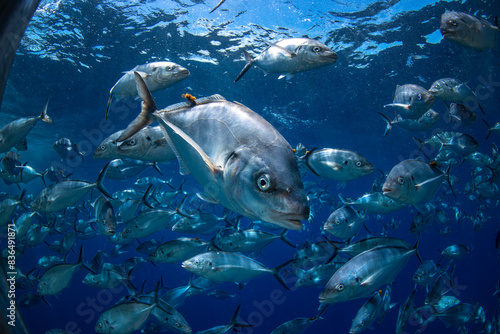 School of Trevally fish swimming in the crystal clear water  Australia