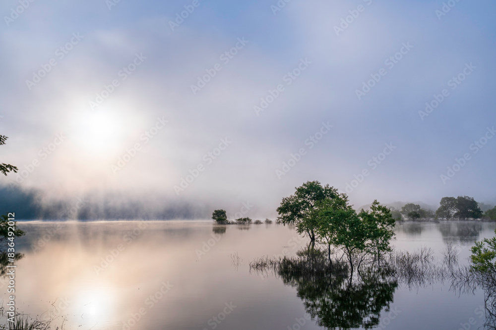 Fototapeta premium 新緑の白川湖水没林