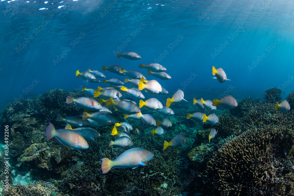 Naklejka premium Large school of parrotfish swimming in the crystal clear water, Australia