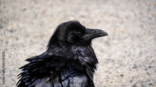 crow on the ground