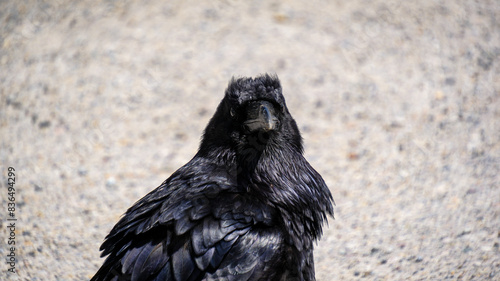 crow looking