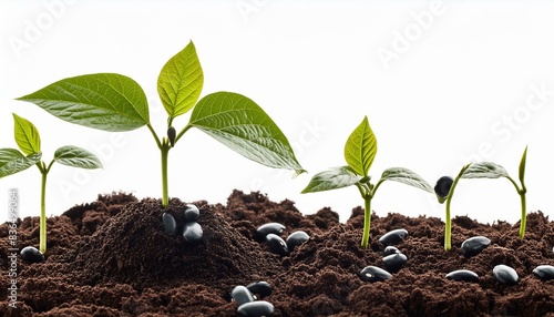 Brote de planta de caraota negra joven que crece a partir del suelo aislado sobre fondo blanco