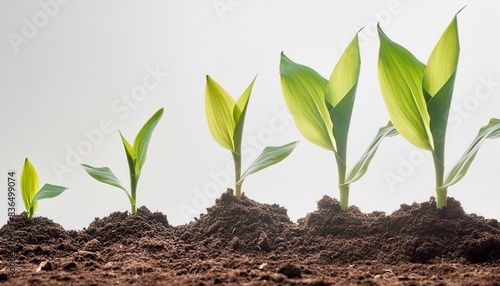 Wallpaper Mural Brote de planta de maiz joven que crece a partir del suelo aislado sobre fondo blanco Torontodigital.ca