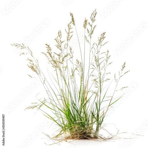 Growth of buffalo grass, a native prairie grass, known for its drought resistance and less frequent mowing needs isolated on white background ​