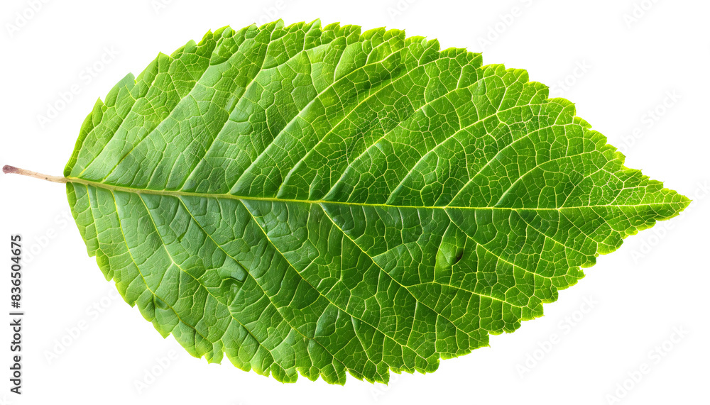 Green leaf detailed and vibrant, die cut PNG style, isolated on white and transparent background Green leaf detailed and vibrant, die cut PNG style, isolated on white and transparent background