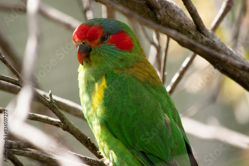 the musk lorikeet is mainly green with red on its face and beak
