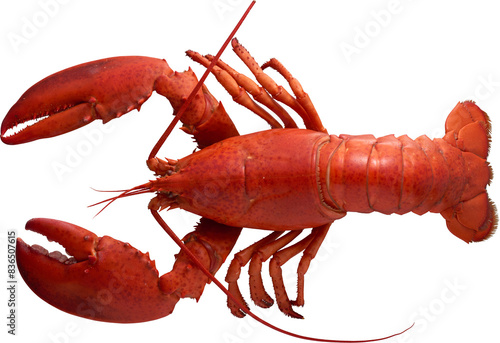 Isolated Red Fresh Lobster - Ready to use PNG Cutout Premium Isolated Image photo