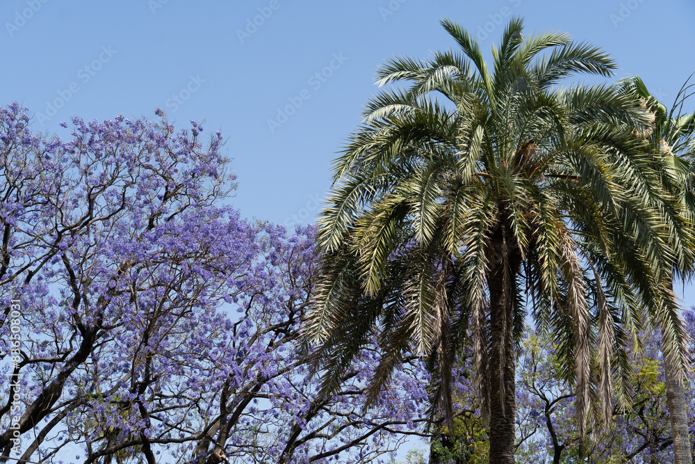 Lush subtropical garden in Seville, Spain Lush subtropical garden in Seville, Spain