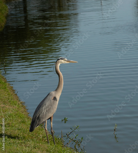 great blue heron looking at the sunset