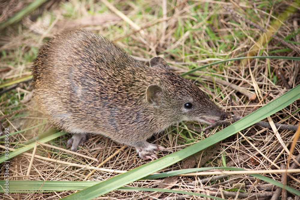 Southern Brown Bandicoots are about the size of a rabbit, and have a pointy snout, humped back, thin tail and large hind feet Southern Brown Bandicoots are about the size of a rabbit, and have a pointy snout, humped back, thin tail and large hind feet