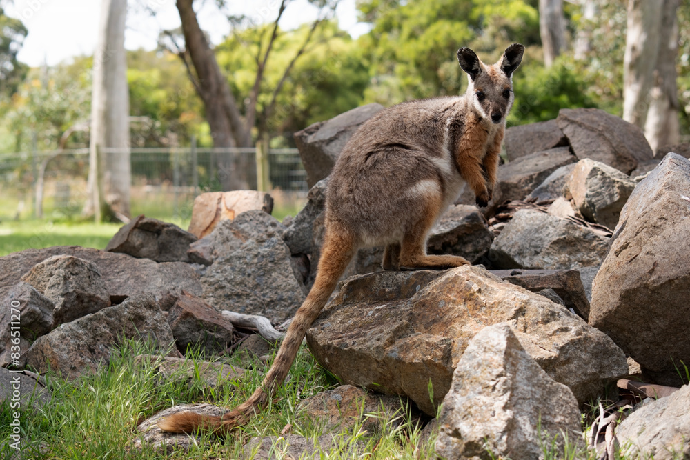 Naklejka premium The Yellow-footed Rock-wallaby is brightly coloured with a white cheek stripe and orange ears. It is fawn-grey above with a white side-stripe, and a brown and white hip-stripe.