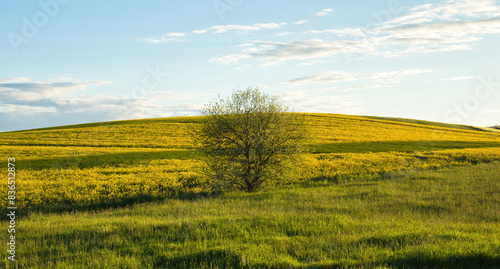 Tree in a field with rapeseed flowers in the background on a sunny spring day near Potzbach  Germany.