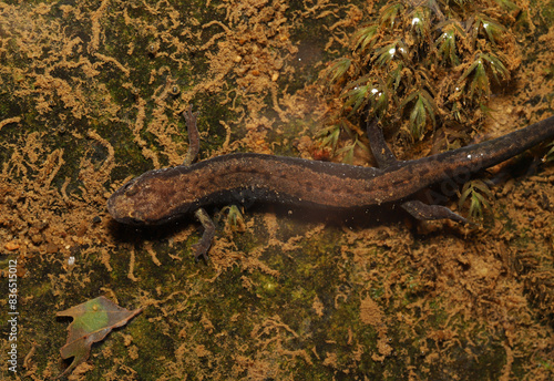 Looking down on an adult Northern Dusky Salamander  Desmognathus fuscus  underwater in a small stream. 