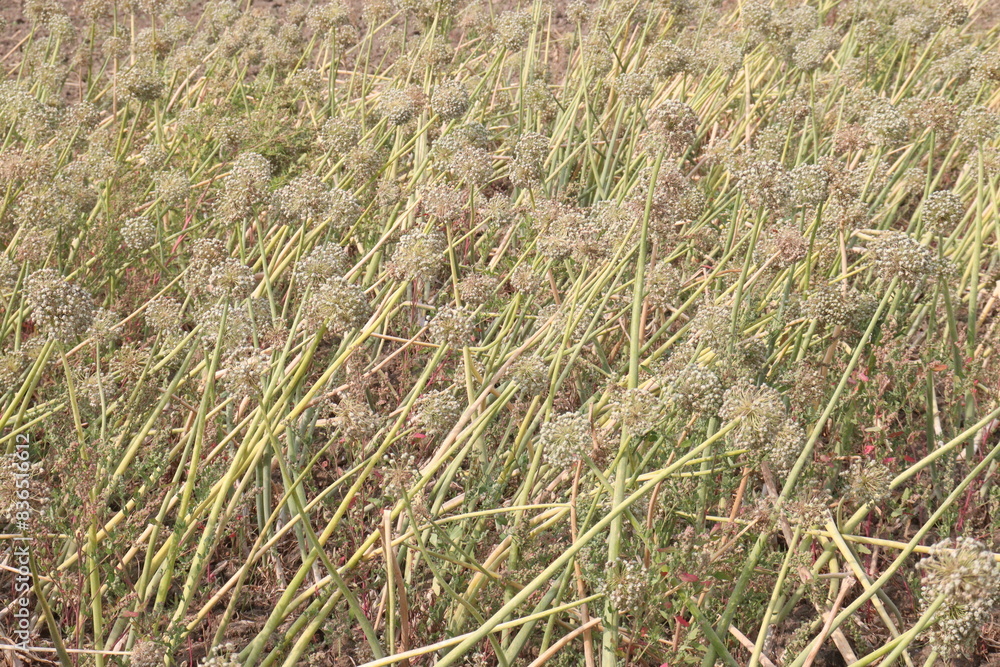 dried and ripe onion flower on farm dried and ripe onion flower on farm
