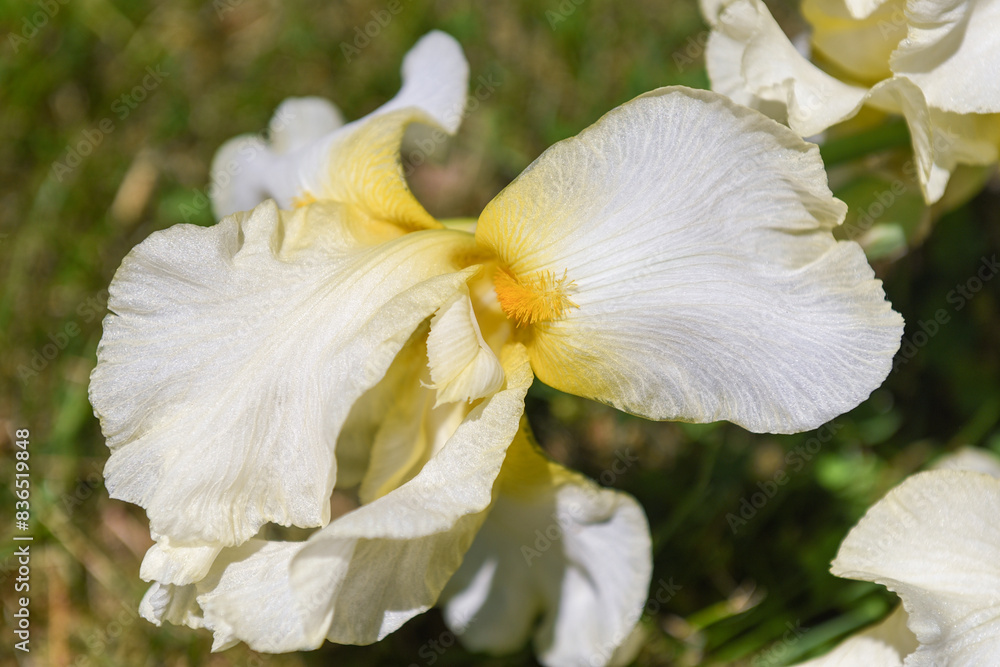 Closeup of a White Iris with Shimmery Petals and Yellow Centers Closeup of a White Iris with Shimmery Petals and Yellow Centers