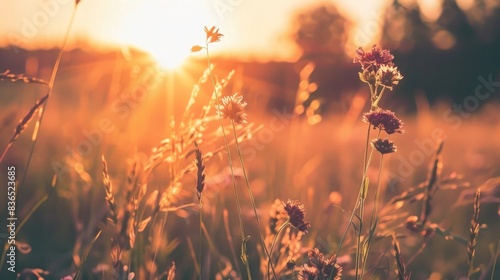 photograph of a meadow at sunset, with wild grasses and dried flowers in the foreground, showing a beautiful landscape, copy space for text,