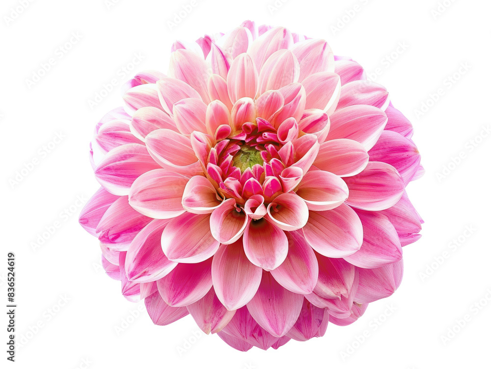 Vibrant close-up photo of a beautiful pink dahlia flower in full bloom, showcasing intricate petal details and captivating colors. Vibrant close-up photo of a beautiful pink dahlia flower in full bloom, showcasing intricate petal details and captivating colors.