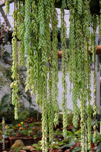 Greenhouse in Nuwara Eliya, Sri Lanka
