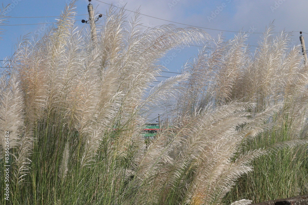 Fototapeta premium Saccharum spontaneum flower plant on jungle