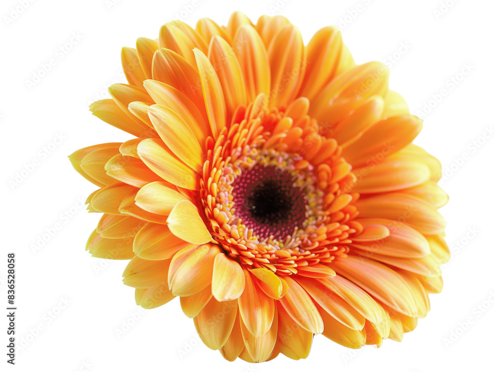 Bright yellow-orange daisy flower in full bloom on a white background, capturing the intricate details of its petals and center. Bright yellow-orange daisy flower in full bloom on a white background, capturing the intricate details of its petals and center.