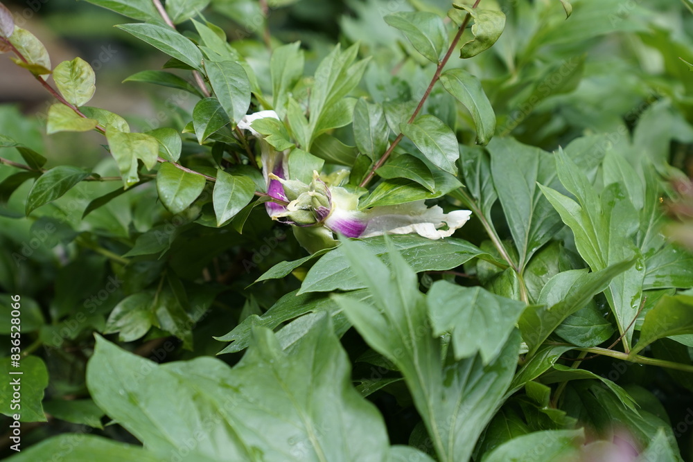 Small purple flowers inside green leaves
