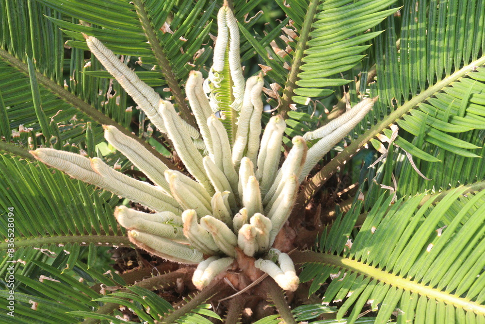 custom made wallpaper toronto digitalSago Palm plant on nursery