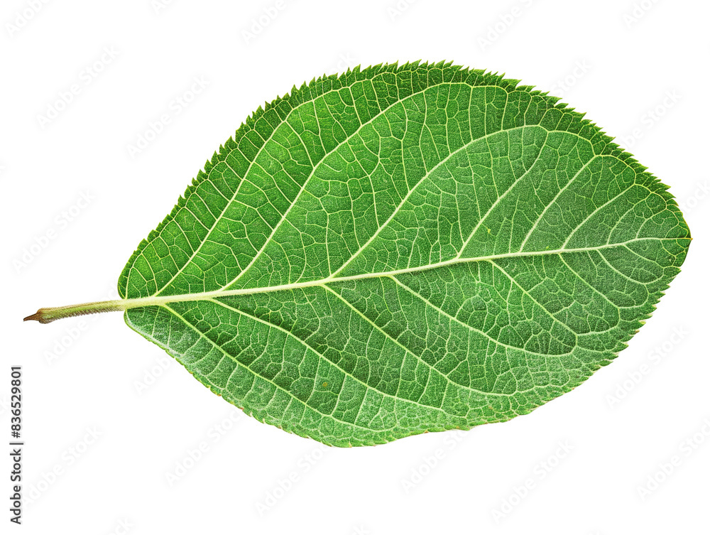 Close-up of a vibrant green leaf with distinct veins, isolated on a white background, perfect for environmental and botanical purposes. Close-up of a vibrant green leaf with distinct veins, isolated on a white background, perfect for environmental and botanical purposes.