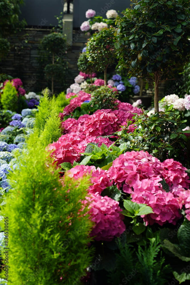 Pink Hydrangea in Green Leaves Pink Hydrangea in Green Leaves