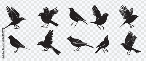 "Bird Silhouettes Vector: Detailed Outlines of Various Species and Poses"