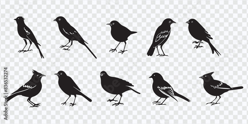 "Bird Silhouettes Vector: Detailed Outlines of Various Species and Poses"