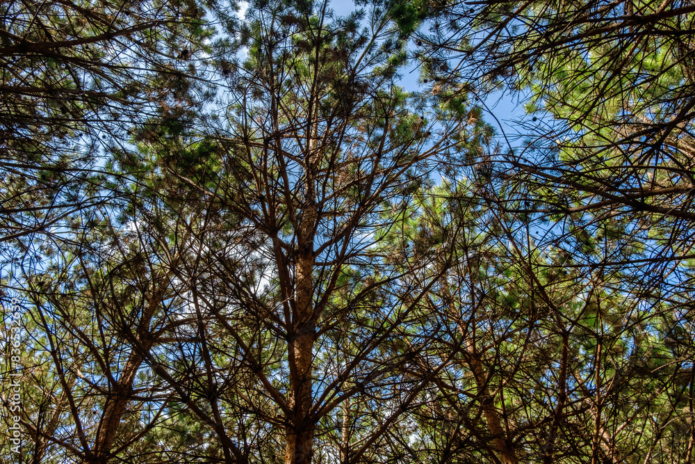 Fototapeta premium Pine treetops in a forest.