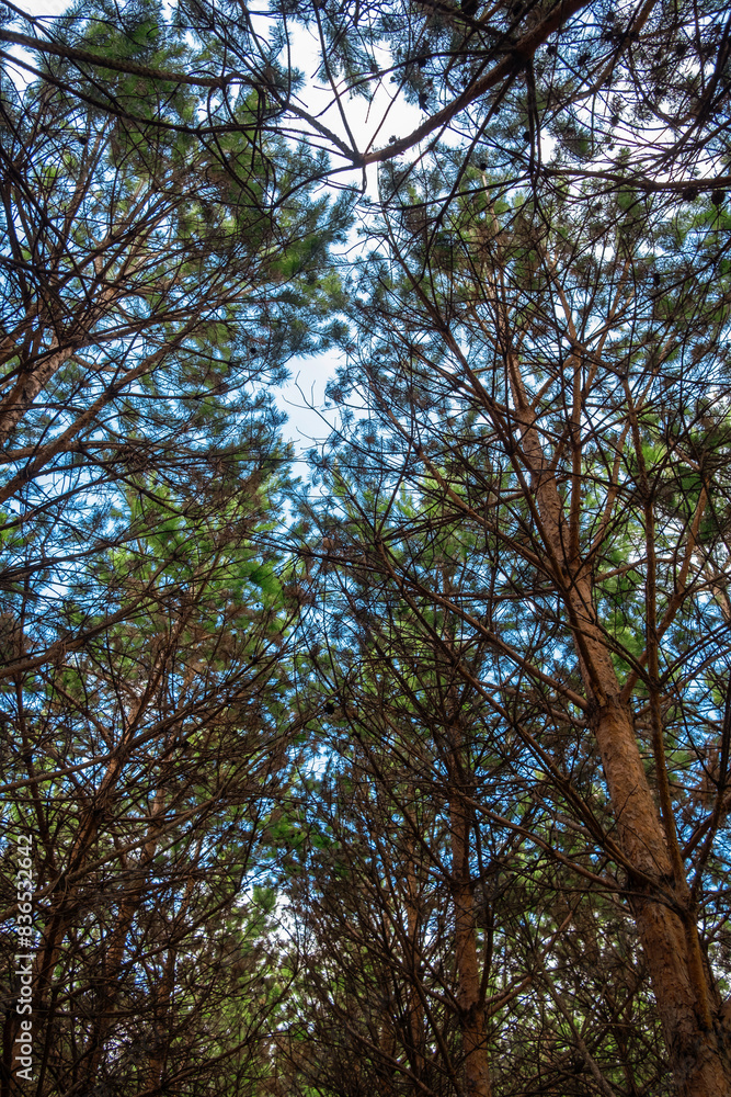 Pine treetops in a forest. Pine treetops in a forest.