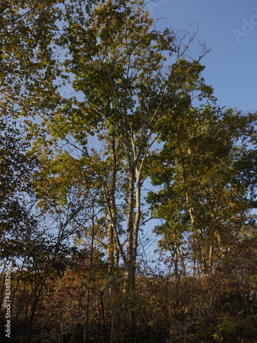 青空に映える樹