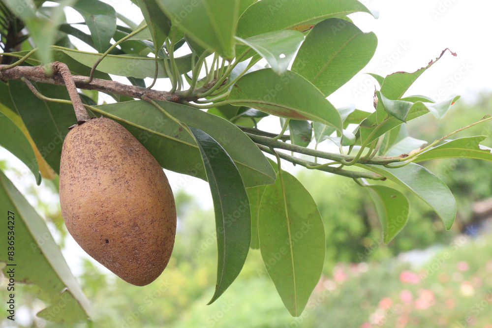 Sapodilla on tree in farm for harvest Sapodilla on tree in farm for harvest