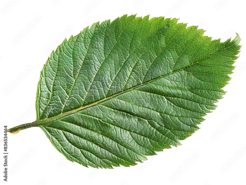 Obraz premium High-resolution image of a vibrant green leaf with detailed texture, perfect for nature-themed projects, presentations, and designs.