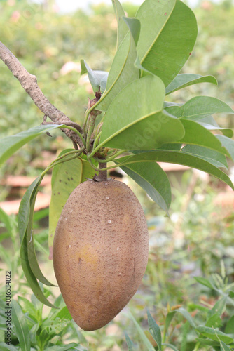 Sapodilla on tree in farm for harvest photo