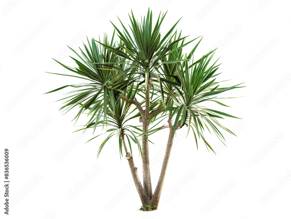 Vibrant green yucca plant with spiky leaves on multiple branches, isolated on a white background for botanical and natural-themed designs. Vibrant green yucca plant with spiky leaves on multiple branches, isolated on a white background for botanical and natural-themed designs.